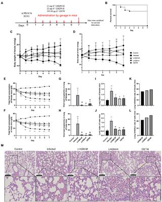 Intestinal microbiota analysis and network pharmacology reveal the mechanism by which Lianhua Qingwen capsule improves the immune function of mice infected with influenza A virus